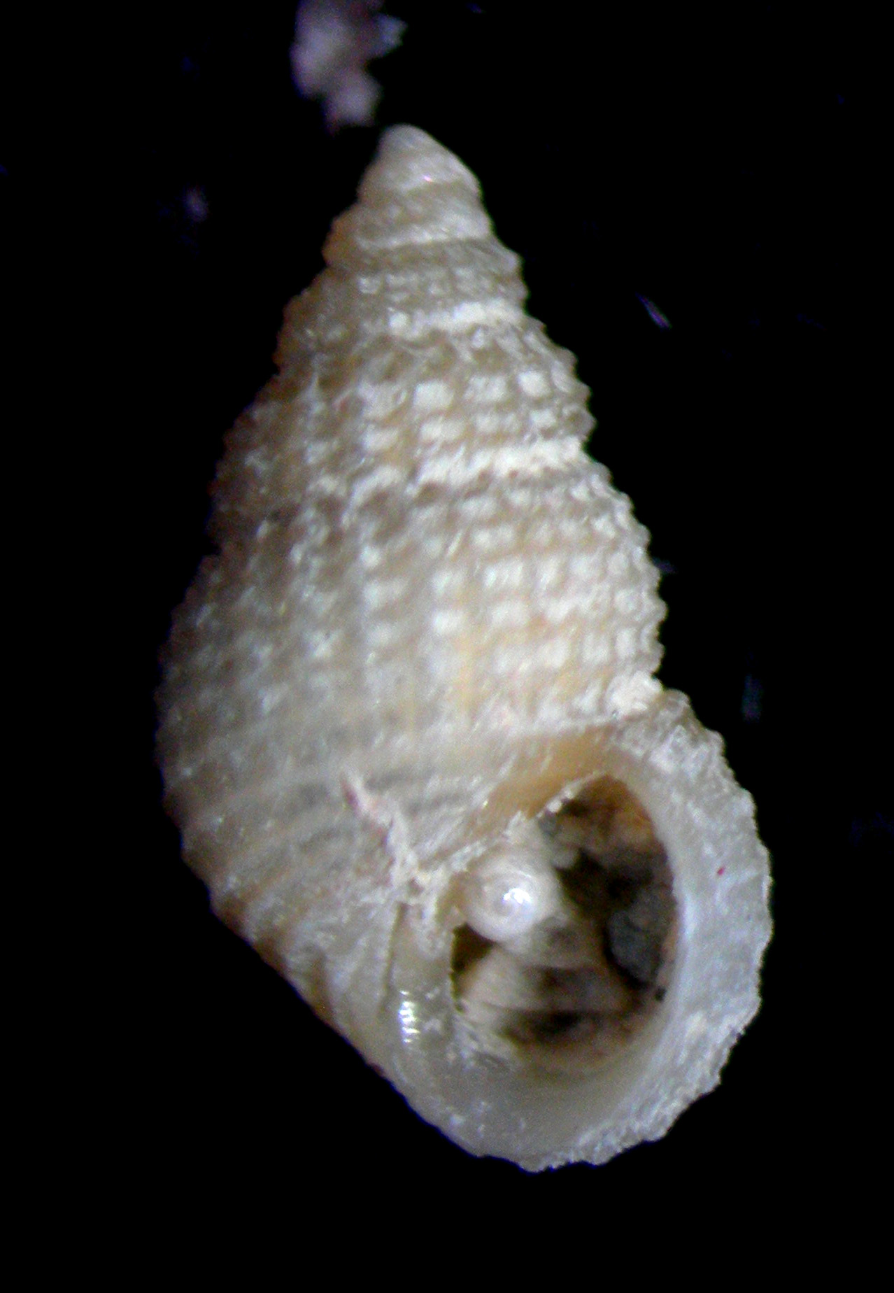 alvania cimicoides